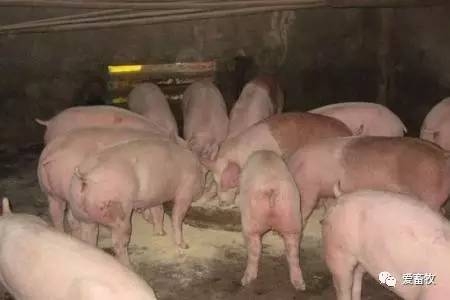 飽受爭議的自由采食和定時(shí)定量，你怎么看？