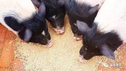 養(yǎng)豬場(chǎng)中生料喂豬的八大注意事項(xiàng)！