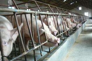 限位欄對(duì)母豬的健康有哪些傷害？