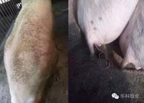 豬場驅蟲應注意的4個方面 不看后悔！