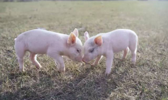 規模豬場各生產崗位每日十問，你能做到幾問？