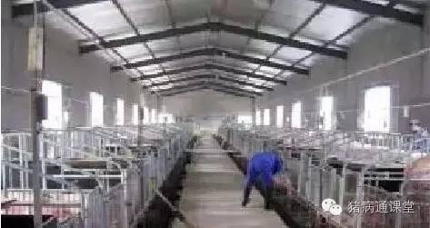 春天養豬需要注意的幾個問題！