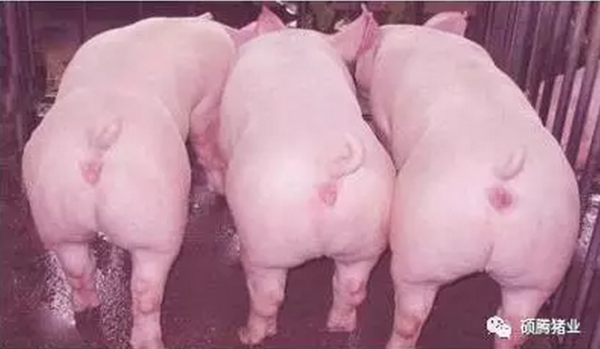 規模化豬場后備母豬的高效管理法