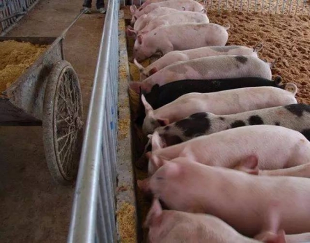 飽受爭議的自己采食和定時定量 你怎么看？