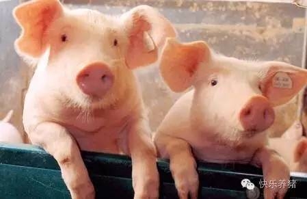 養豬≠喂豬！ 這些經驗總結得真是太好了