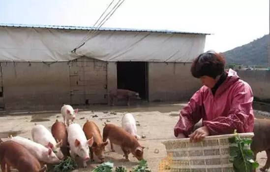 巧用六招養豬，低成本養豬看最后一招！