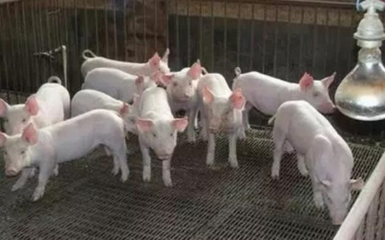創造一個有利于豬群生長發育的環境！