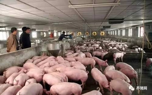 有效控制養豬場潮濕，這六個措施可以嘗試！