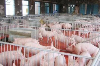 豬場驅蟲的季節，您是否驅蟲了？