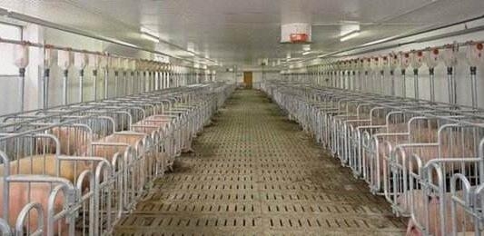 溫氏300萬頭、雙胞胎10億元生豬養殖項目雙雙落戶云南；陜西石羊100萬頭生豬、100萬...