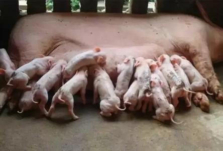 如何防控母豬猝死癥的發生？