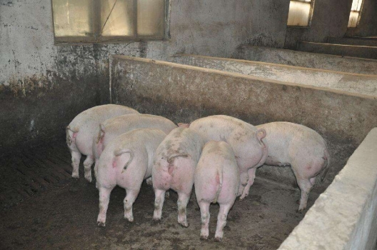 家庭養豬致命弱點，看完再反思吧！