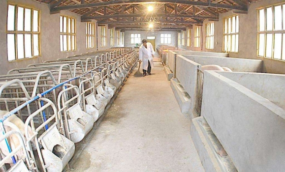 豬場驅蟲應注意的4個方面，看到就是賺到！