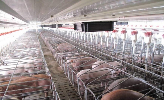 規模養豬場如何把控“四大關口”？