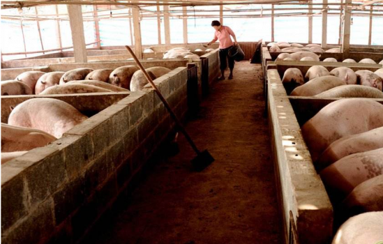 炎熱夏季豬場蚊蠅的消滅方法！