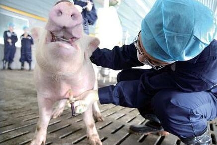 一個合格的場長，你得學會最標準的采血方法！