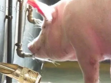養豬最怕啥？就怕豬不喝水！