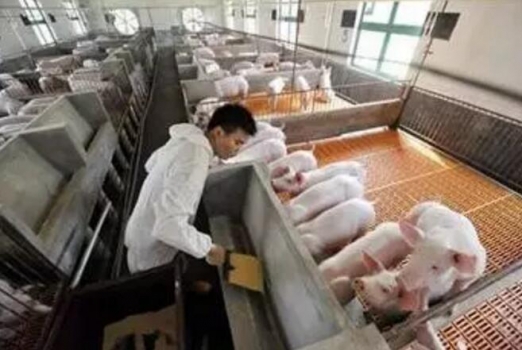 控制豬場飼料成本的那些訣竅