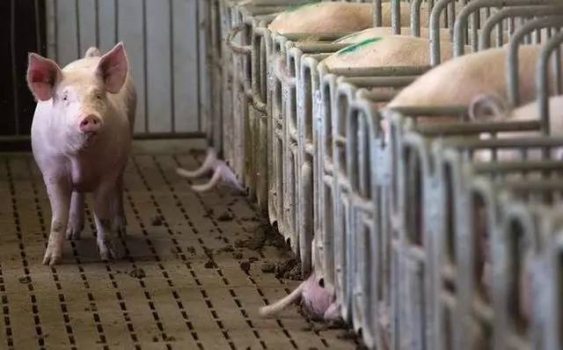 夏季到了，豬如何喂養才能長的更快？