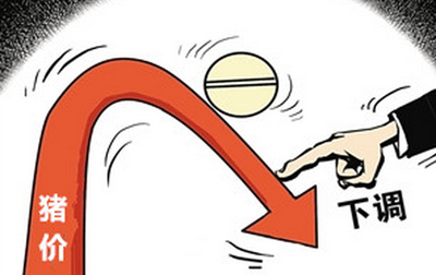 端午節會是豬價觸底止跌的一個契機嗎？