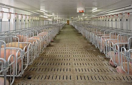 豬場管理六大漏洞，漏出去的都是錢！！！