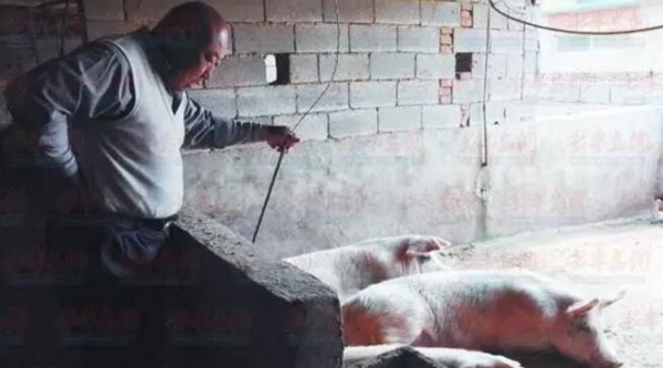 你養豬會賺錢還是賠錢？由這幾點決定！