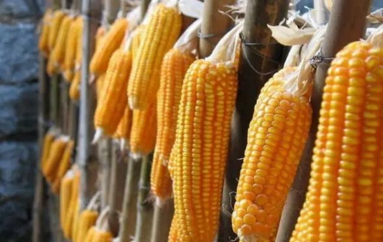 2017我國玉米、大豆生產者補貼方案正式出臺!