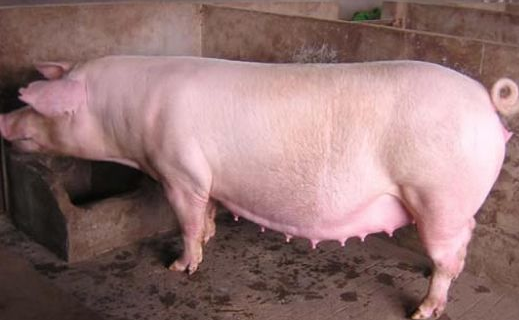 為什么有的母豬產程過長？