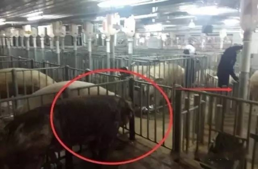 12種青年公豬調教方法，總有1種適合你的豬場