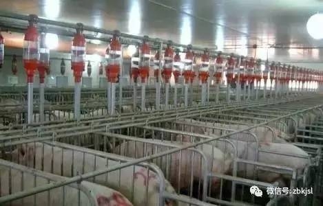 規模化、集約化豬場怎樣才能把控好這“四大關口”？