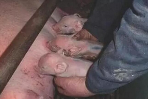 豬的分娩管理技術十要點！