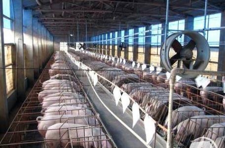 如果你的豬群出現其中2-3種以下現象，應重點考慮……