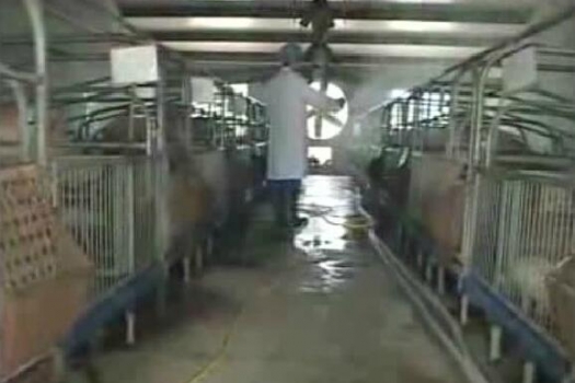 豬場不消毒，后果有多嚴重？