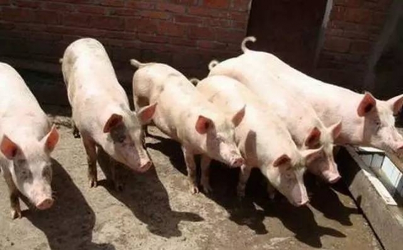 控制豬場飼料成本的訣竅，你知道多少？