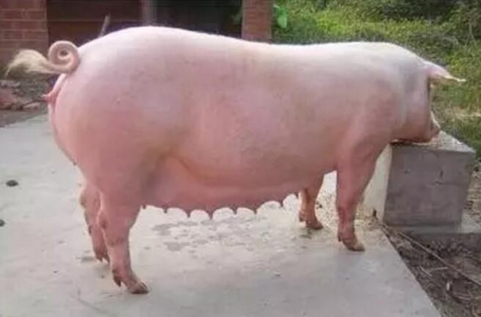 頭胎母豬淘汰率高怎么辦？