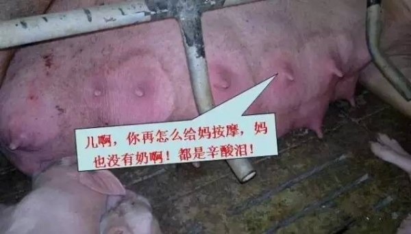 不可不知！母豬奶水不足有哪些信號？（圖）