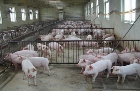 養豬場控制好溫度和濕度是重中之重！