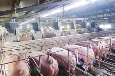 影響母豬PSY超過25的幾個關鍵點