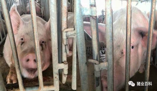 您的豬群在排毒，您知道嗎！