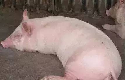 夏季生姜在養(yǎng)豬中的妙用！