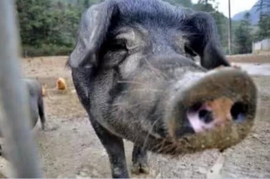 如何通過豬的眼睛來發現豬病？？？