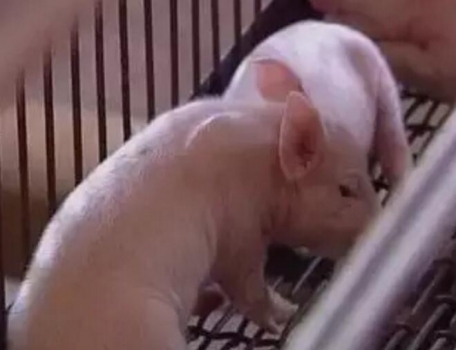 豬友分享夏季養(yǎng)豬防暑降溫的四大方法