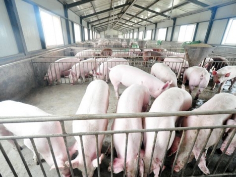 豬價震蕩，肥豬如何快速出欄