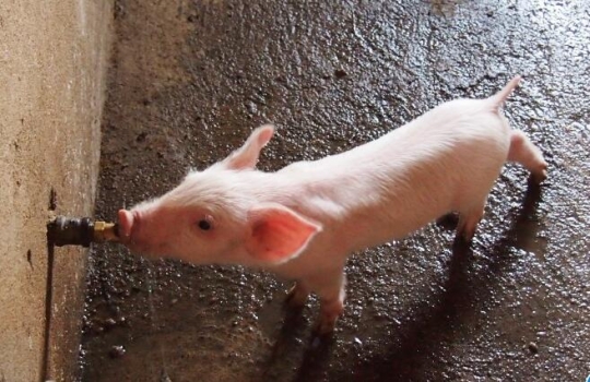 90%的養(yǎng)殖戶都忽視了豬飲水的問題