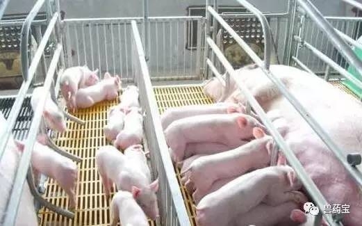 教你幾招，如何降低養(yǎng)豬成本！