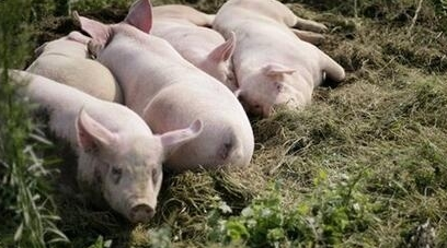 若越南豬肉正規(guī)進(jìn)口到中國(guó)，反而對(duì)國(guó)內(nèi)豬市有利?