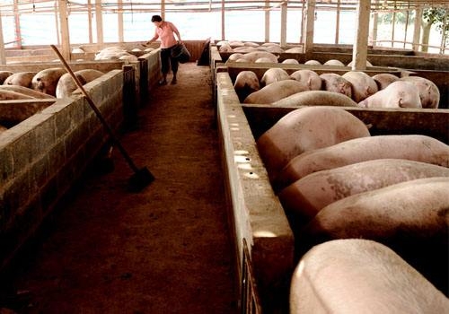 解決豬場三大難關(guān)，幫助豬場安全度夏