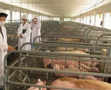 你的養(yǎng)豬場是如何做衛(wèi)生防疫工作的？