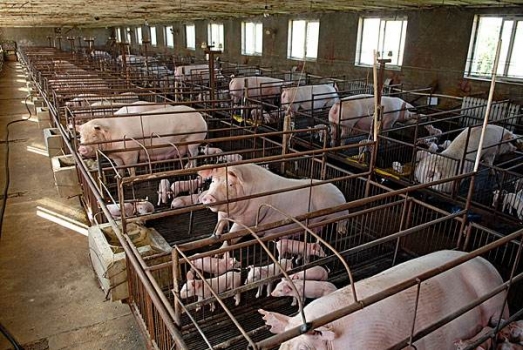 養豬資金不足怎么破，合作社成員來相助