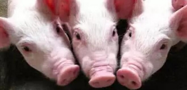 豬場必須遵守的豬病防治十個原則